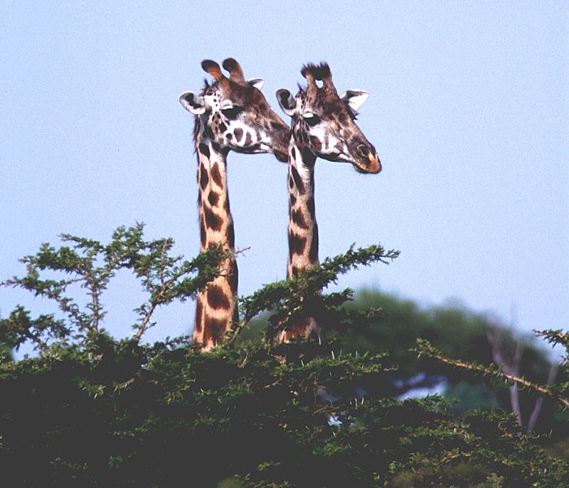 Giraffes - Masai Mara